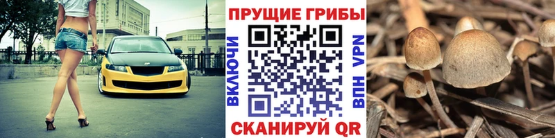 продажа наркотиков  Красково  Псилоцибиновые грибы Magic Shrooms 
